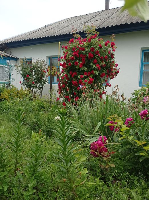 Будинок по трасі Чернігів-Київ в селі Серединка.ЗРУЧНОСТІ. Зем. 2га.