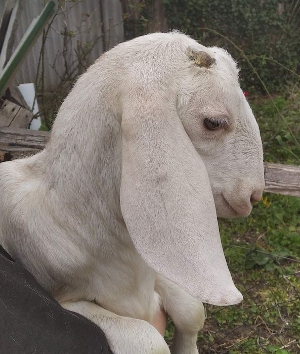 Обезроживание козлят.