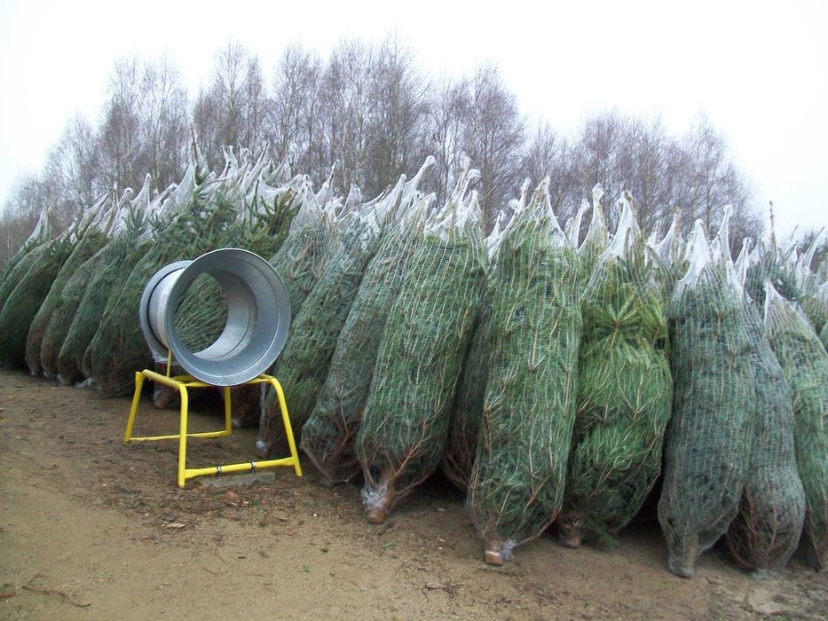 Plantacja Choinek Świerk Srebrny Cięty 200-250cm