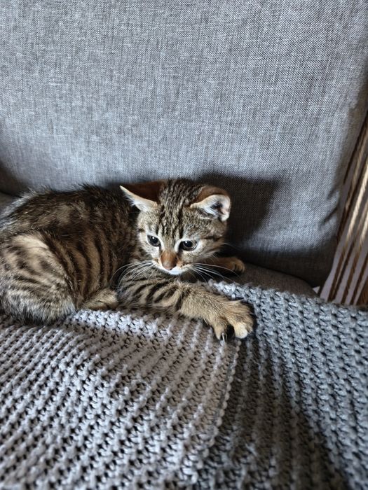 Віддам кошеня дівчинку