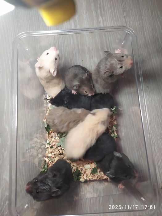 Хомяки ,  Хомяки Джунгарские