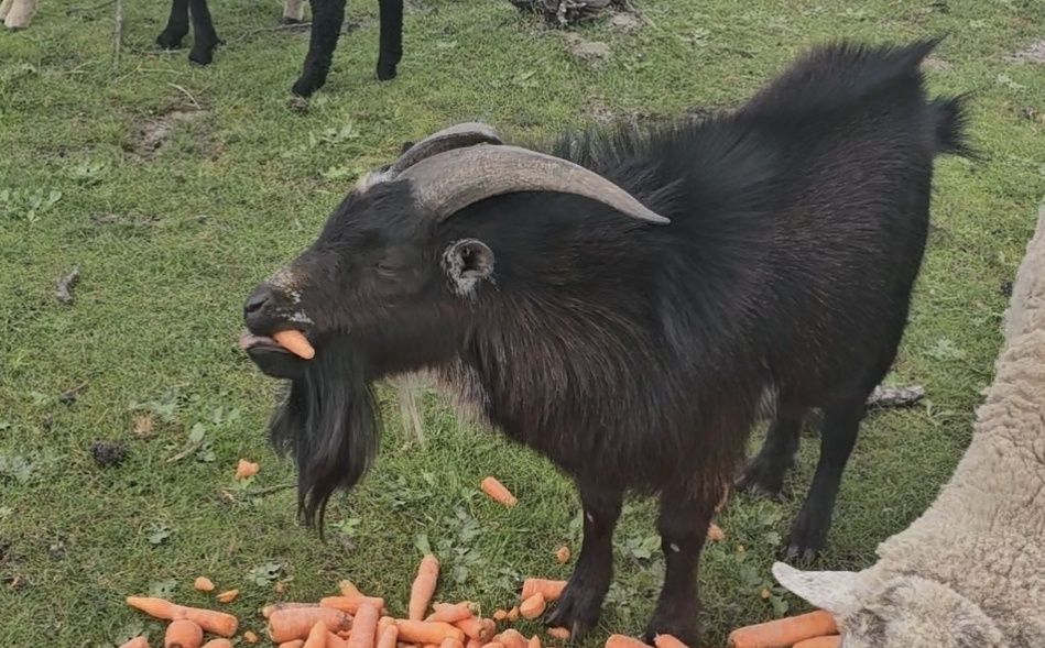 Disponho de cabrito bode chibo reprodutor  anão para venda ou troca
