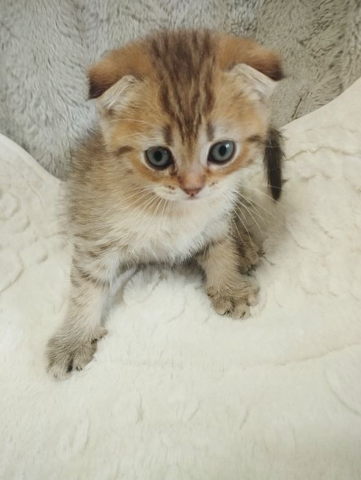 Шотландській скотіш фолд хлопчик