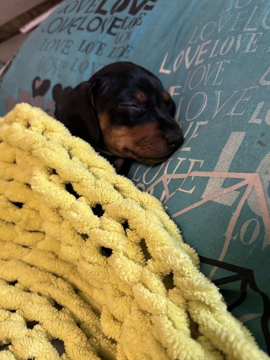 Собаченята Цвергпінчери