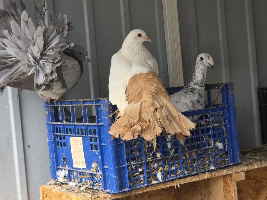 Gołębie różnej rasy