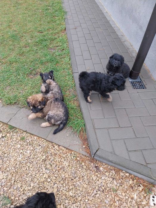 Oddam za darmo szczeniaki w dobre ręce.