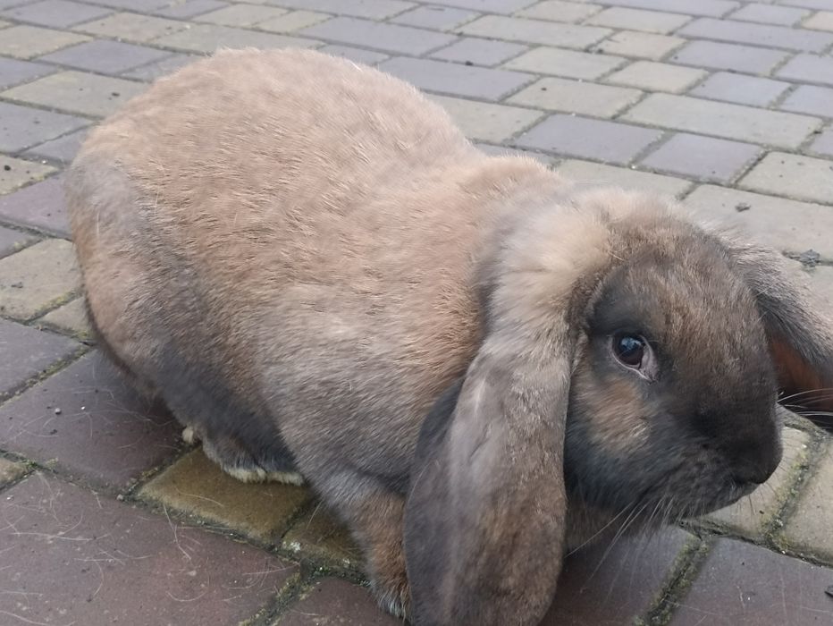 Кролі, кролики..