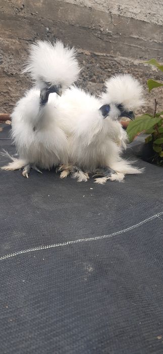 Продам кур Китайські шовкові