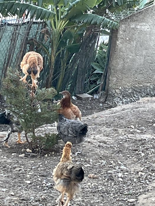 Galinhas descendentes de Brahamas
