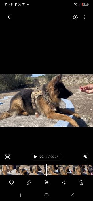 Coleira Arnes militar Cães