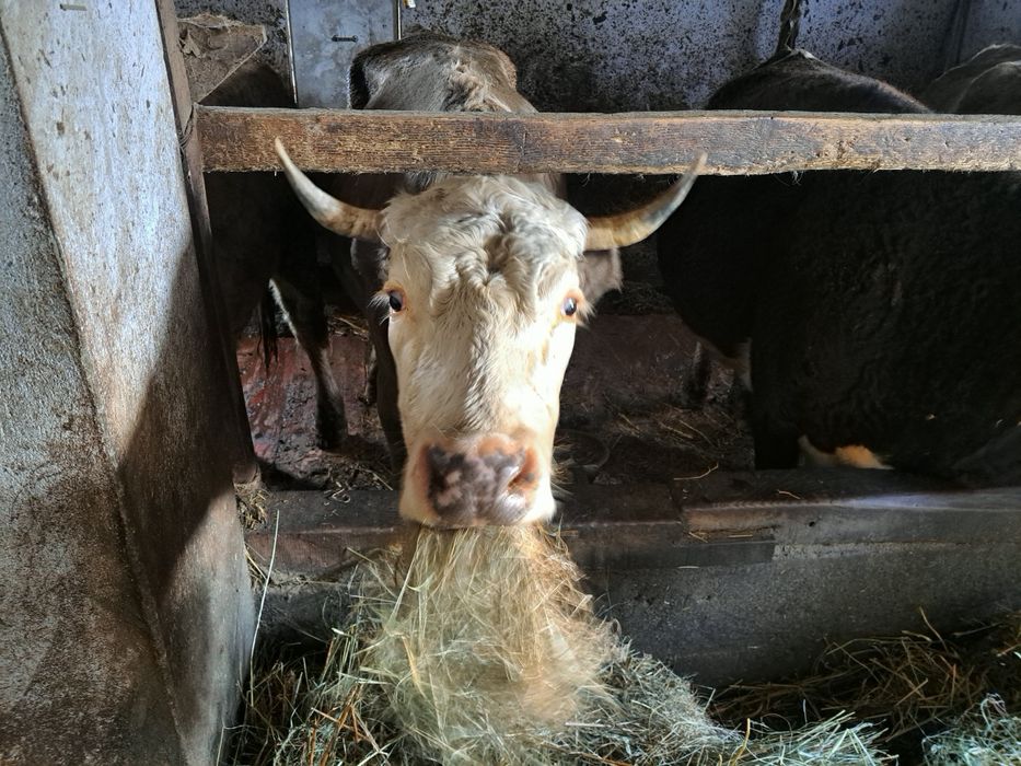 Продається молочне теля