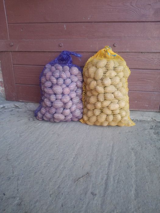 Ziemniaki sadzeniaki Soraya,Lawenda 35-45 mm