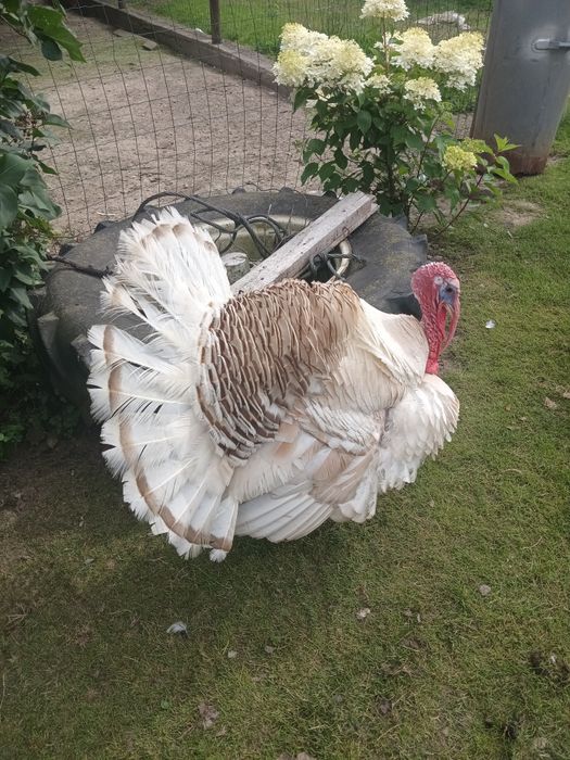 Sprzedam indora do dalszej chodowli