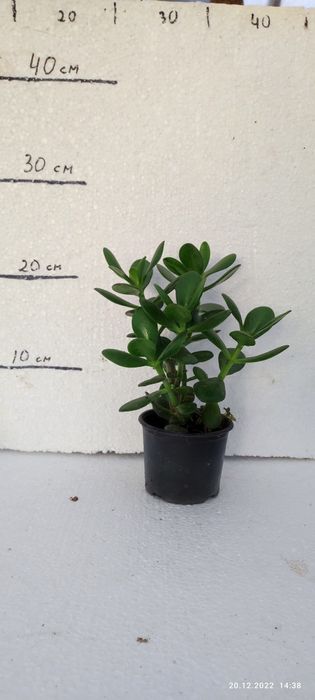 Вазончик Грошове Дерево(Товстянка)