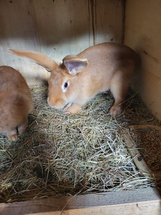 Króliki kalifornijskie burgundy barany francuskie srokacze i mieszańce