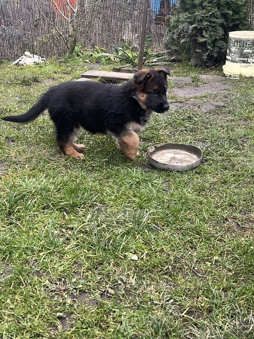 Цуценята німецької вівчарки