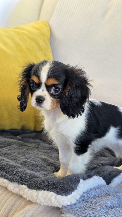 King Charles cavalier se tricolor(país com lop)