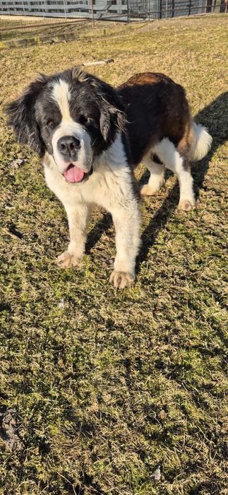 Piesek około 3 lata