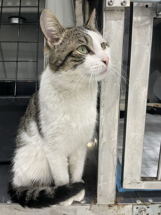 Котик шукає родину