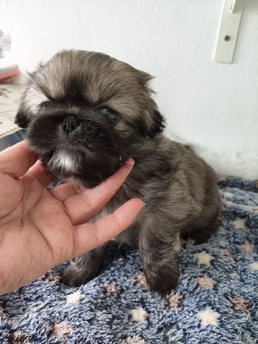 Piquenês fêmea linda