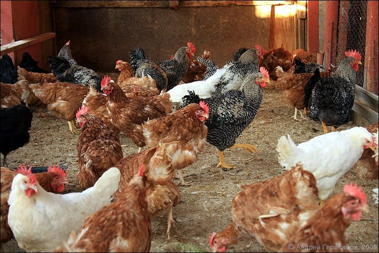 Несушки с высокой продуктивностью