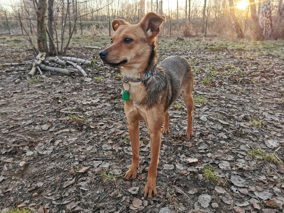 Wiza czeka na dom...