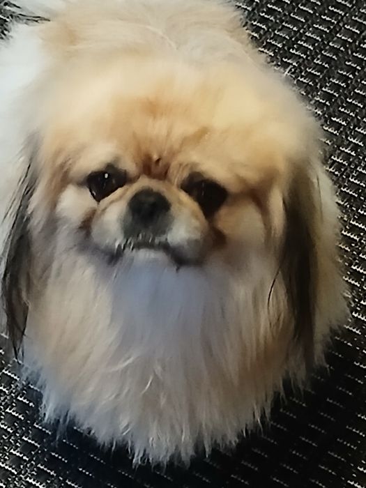 Гарний хлопчик пекінес, запрошуює дівчаток, на побачення