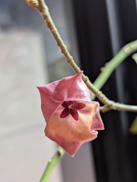 HOYA - Sprzedam/wymienię hoje | prywatna kolekcja