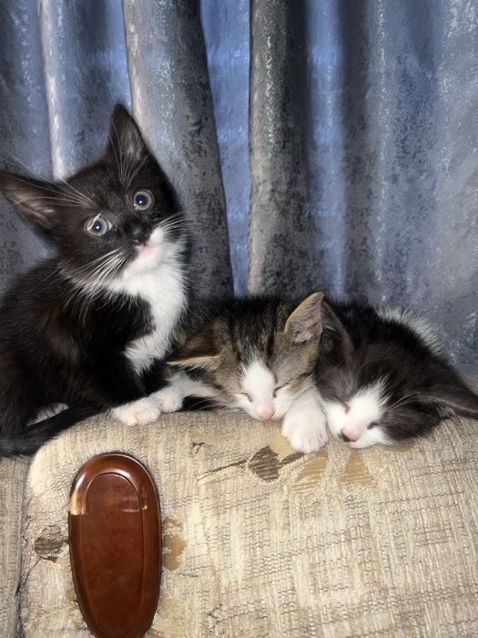 Котята в добрі руки