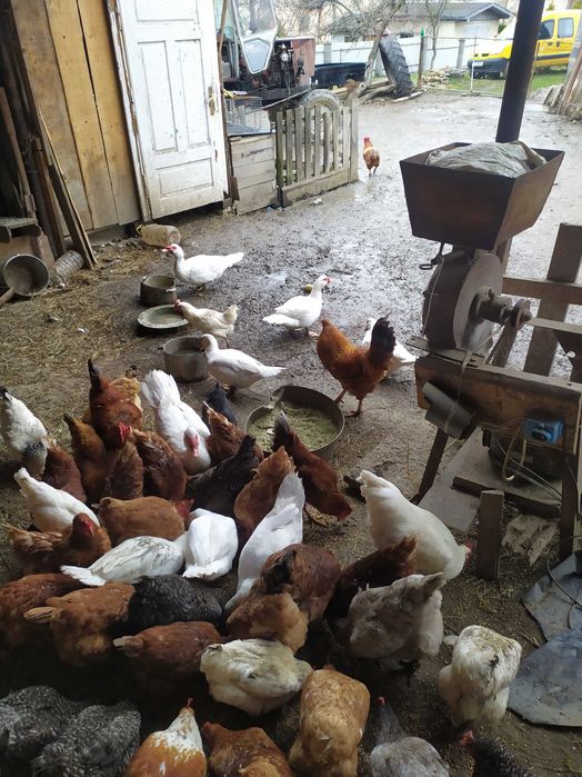 Продаються домашні кугути