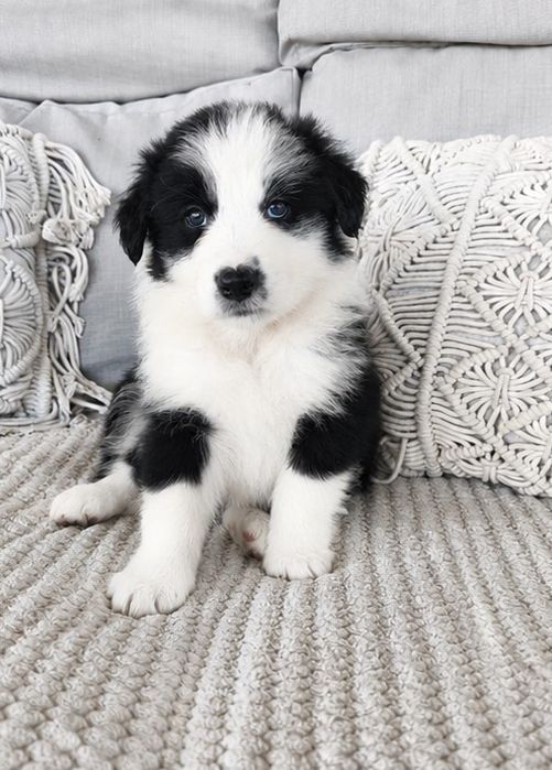 Piękna suczka rasy border collie
