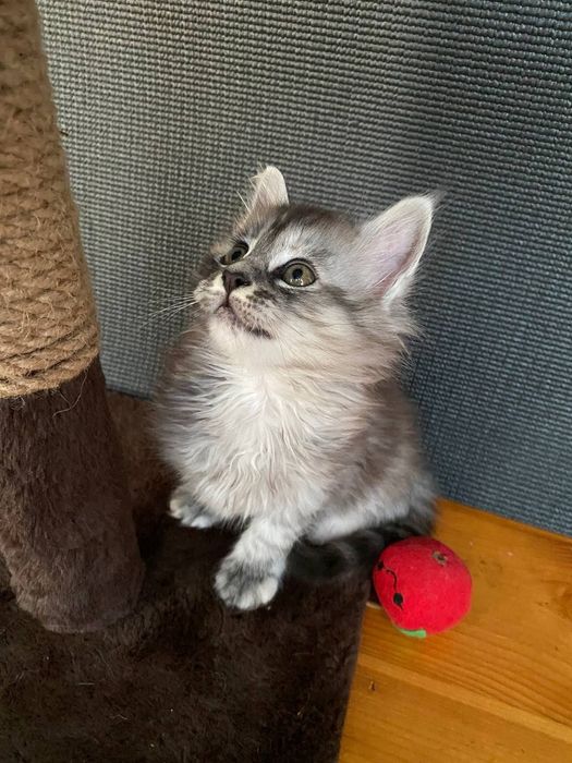 РОСКОШНЫЙ котенок Мейн-кун! Редкий окрас Черный дым (ns).