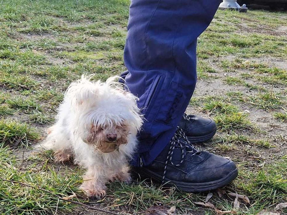 mikro maltanka - Szila , szuka domu