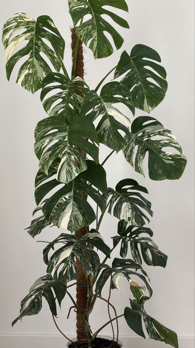Monstera variegata 15 lisci 160 cm