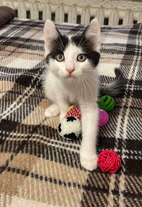 Котик. 2 місяці. Чудовий