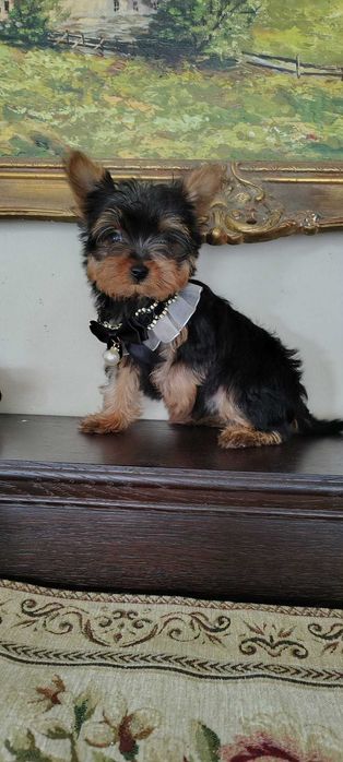 York mini piesek gotowy do odbioru Aktualne