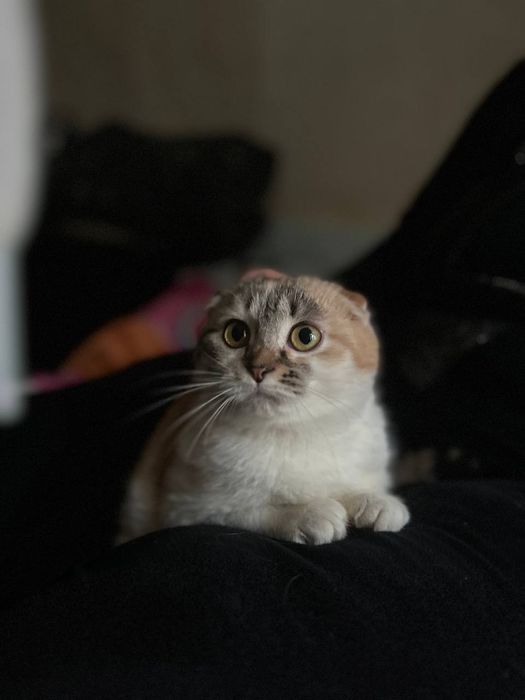 Кішечка шотландка