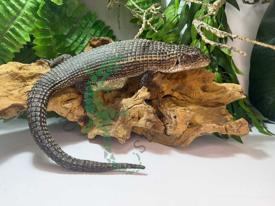 Tarczołusk Sudański Tarczołuski Sudańskie nie agama Janów Lubelski