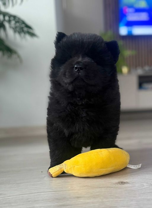 Czarny piesek rasy chow chow