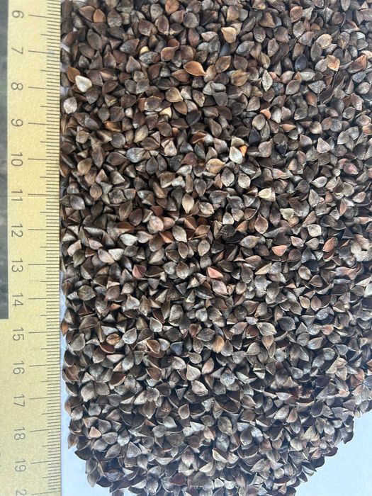 Gryka, zbiór 2025, super jakość, czyszczona