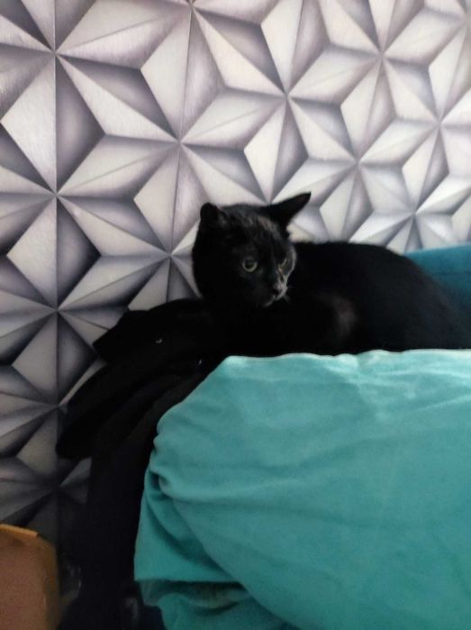 cudowna kicia potrzebuje znaleźć domek