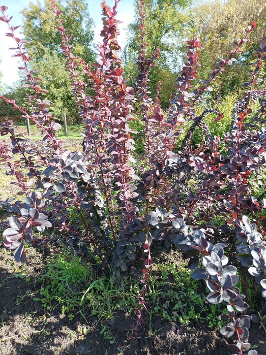 Продам озеленення та фруктові дерева та кущі.