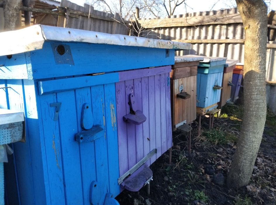 Продам бджолопакети, бджолосімї.