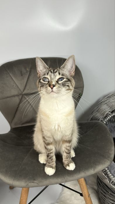 Молода кішека шукає дім.