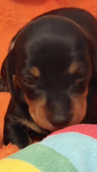 Lindo e excelente menino teckel