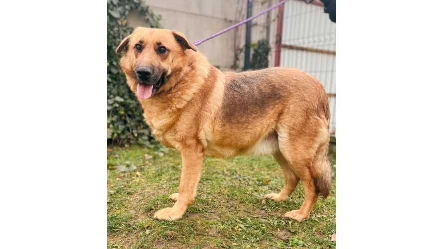 ŁAGODNY do dzieci, SPOKOJNY, duży pies- możliwy dowóz