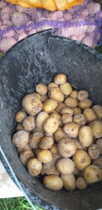 Ziemniaki paszowe odpadowe