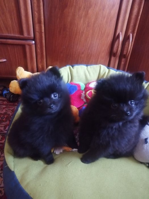 Продам щенка шпица мальчика