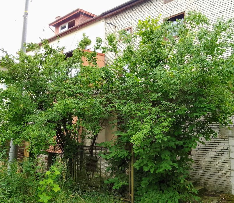 Drzewka jaśmin krzewy za darmo Krzeszowice ogród zieleń hobby