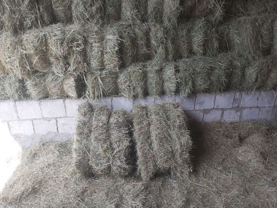 Sprzedam świeże siano